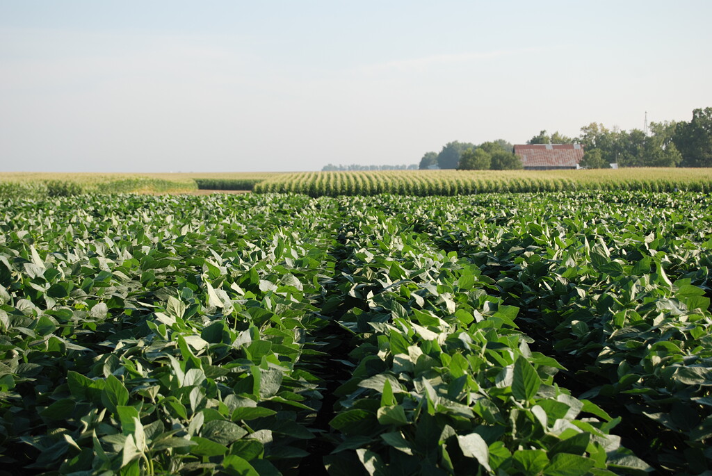 Soybean field with corn field in the background