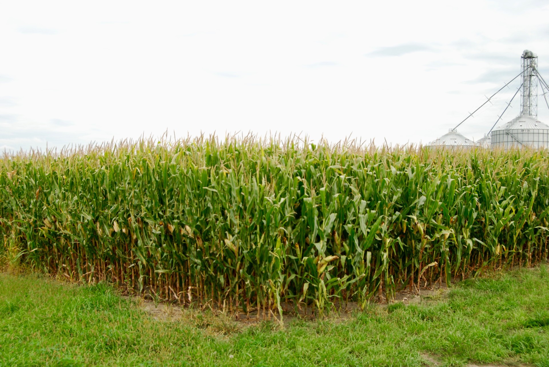 Corn field near harvest time