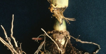 Corn Pythium Stalk Rot