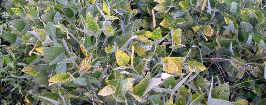Soybean Alfalfa Mosaic Virus