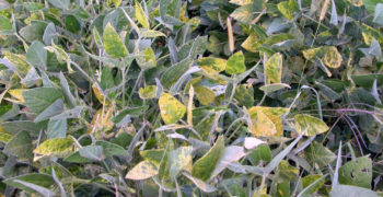Soybean Alfalfa Mosaic Virus