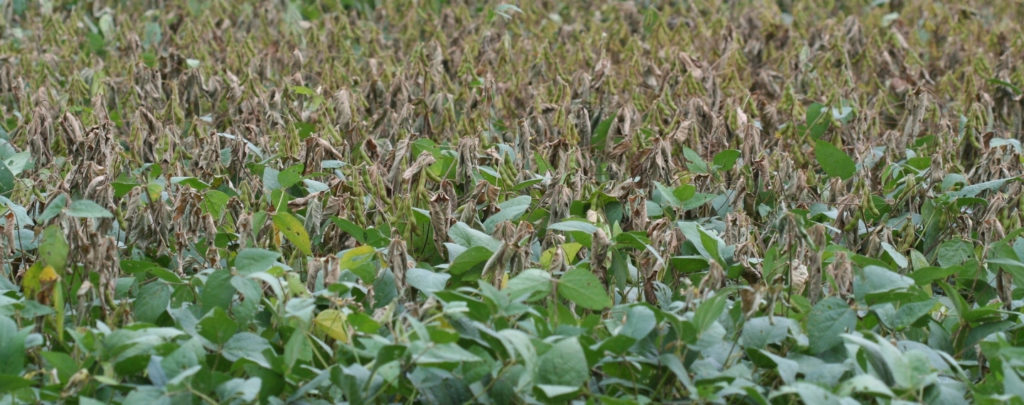 Soybean Anthracnose Stem Blight in a field