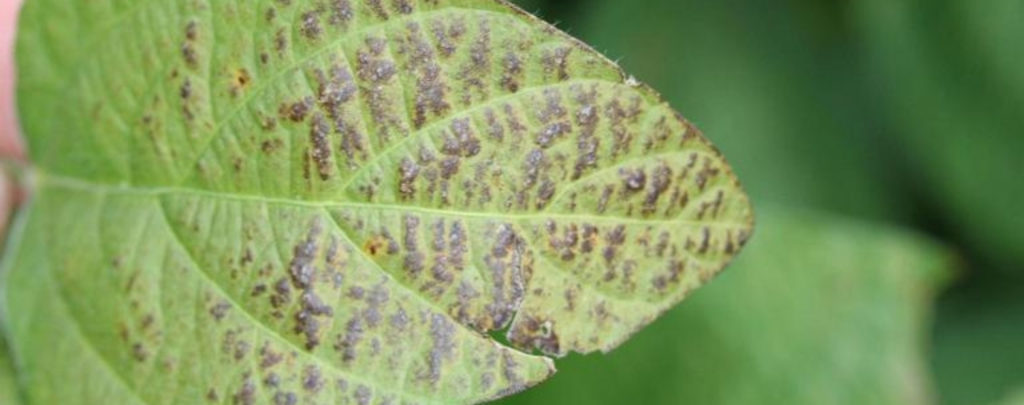 Soybean Cercospora Leaf Blight & Purple Seed Stain
