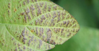 Soybean Cercospora Leaf Blight & Purple Seed Stain