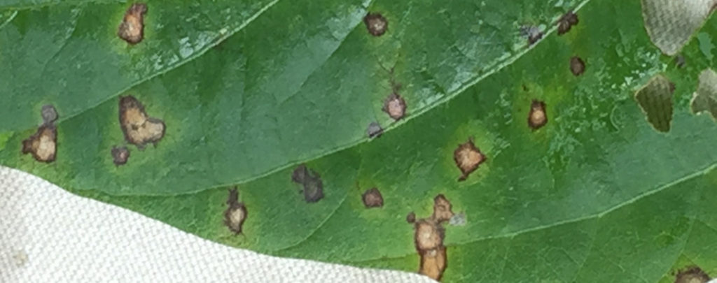 Closeup of Soybean Frogeye Leaf Spot