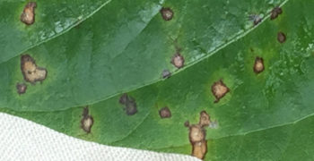 Closeup of Soybean Frogeye Leaf Spot