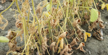 Soybean Fusarium Root Rot & Wilt