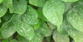 Powdery mildew on soybean leaves