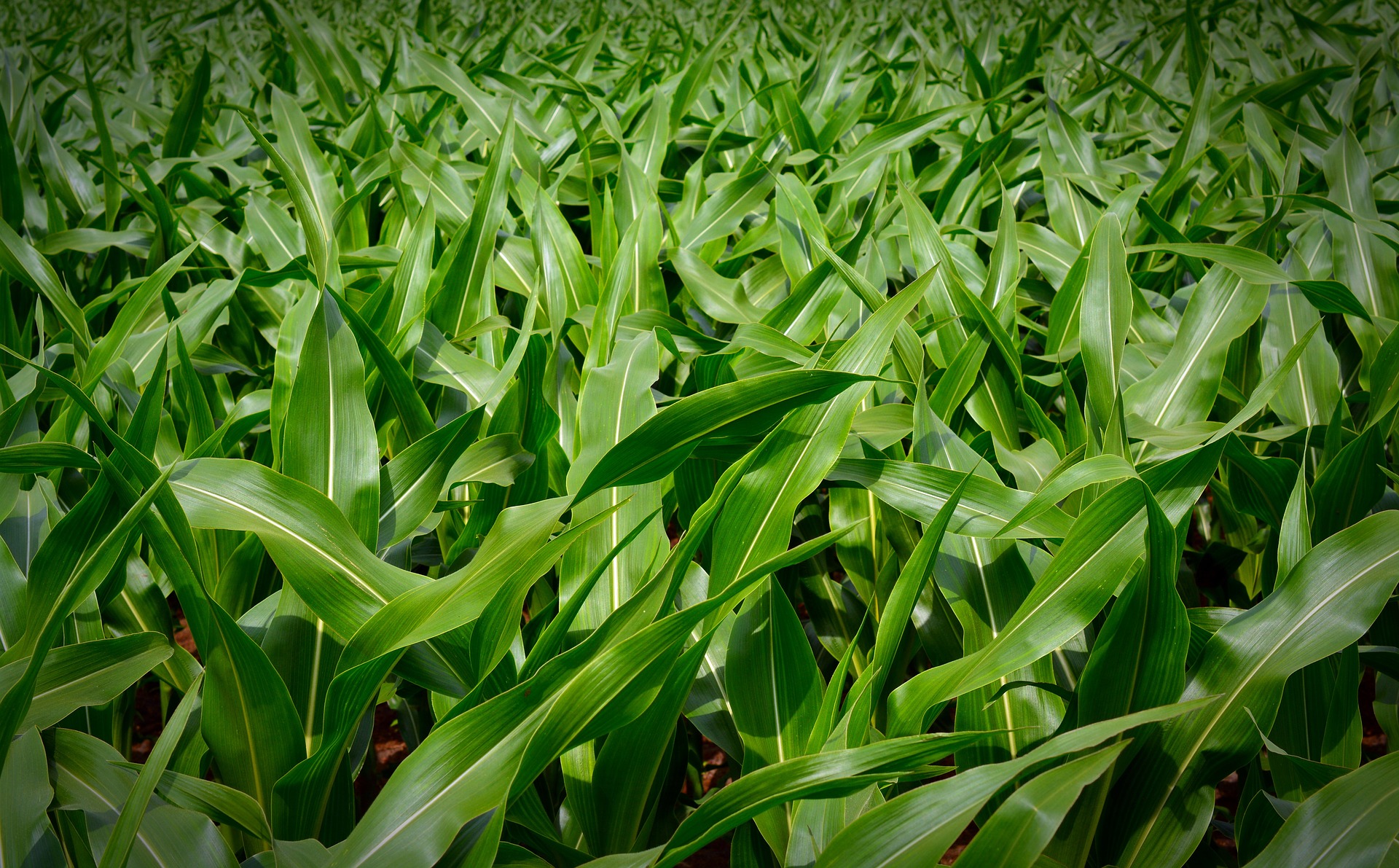 Closeup of corn field