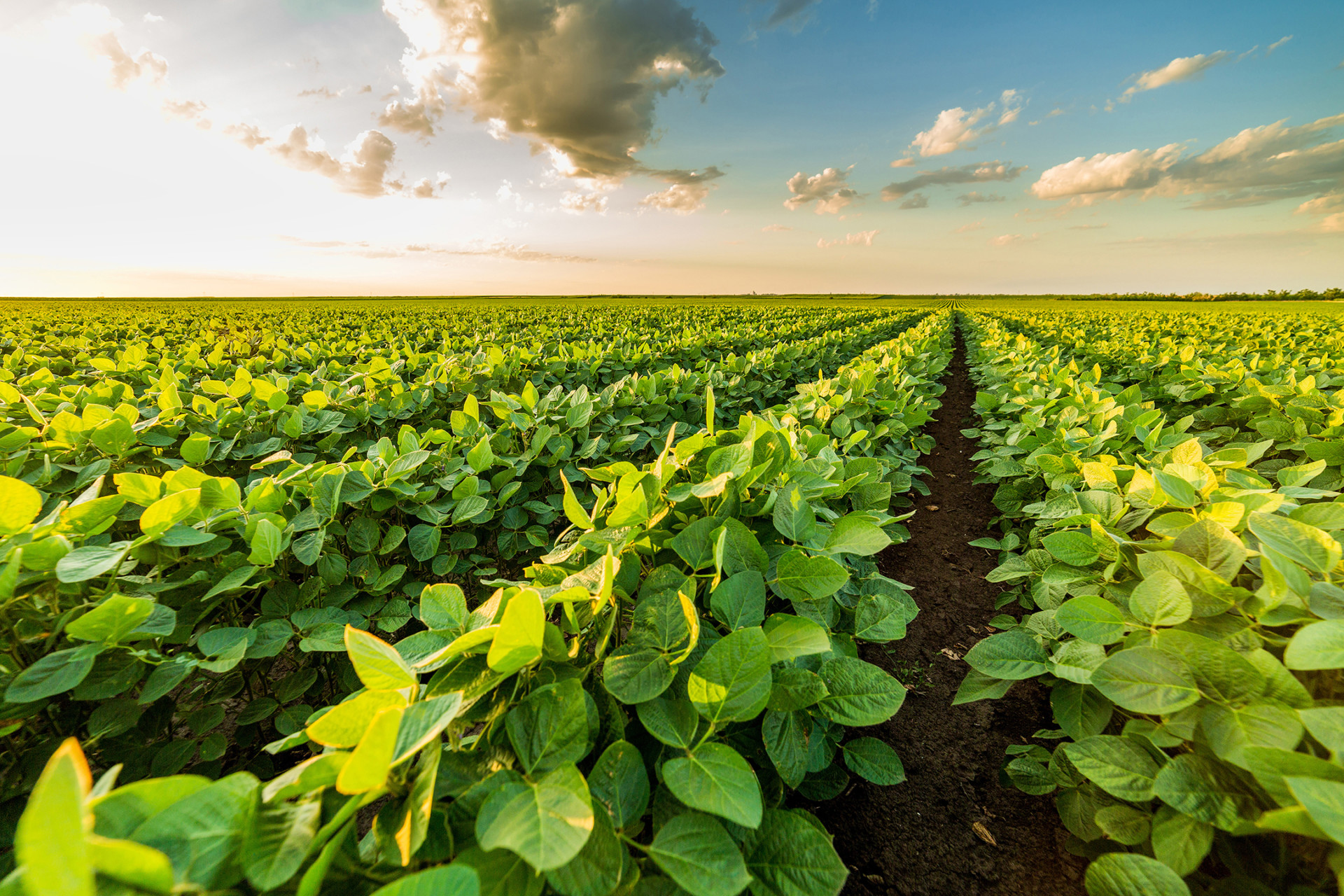 Soybean field stretching into the horizon