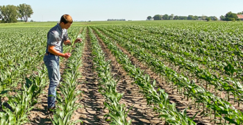 Champion Seed Agronomist Crop Scouting in a Corn Field