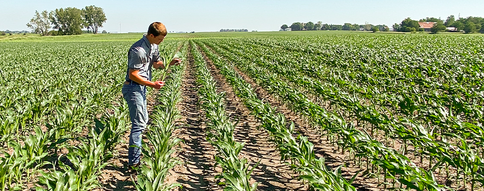 Champion Seed Agronomist Crop Scouting in a Corn Field