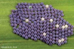 group of mostly purple small eggs