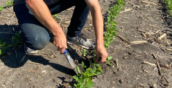 Soybean Selection in the Field