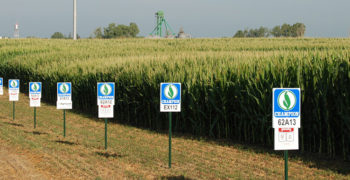Corn field nearing harvest with Champion Seed field signs lining the edge