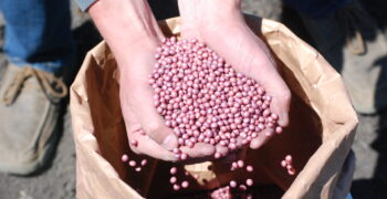 Hands over a bag of seed holding a handful of pink soybean seeds that have been treated