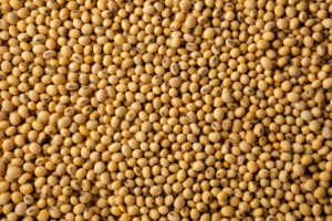 Soybean seeds in a pile