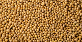 Soybean seeds in a pile